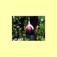 Fuchsien-01
