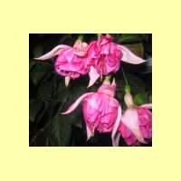 Fuchsien-02
