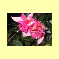 Fuchsien-03
