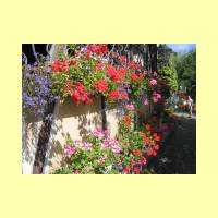 Rosengarten-07