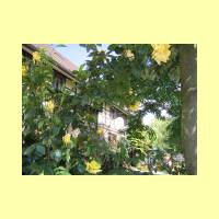 Rosengarten-08