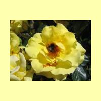 Rosengarten-09