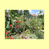 Rosengarten-11