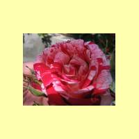 Rosengarten-12