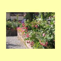 Rosengarten-16