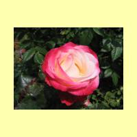 Rosengarten-17